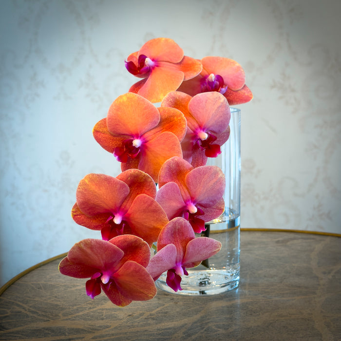 Peach and pink orchids arching from a clear glass vase