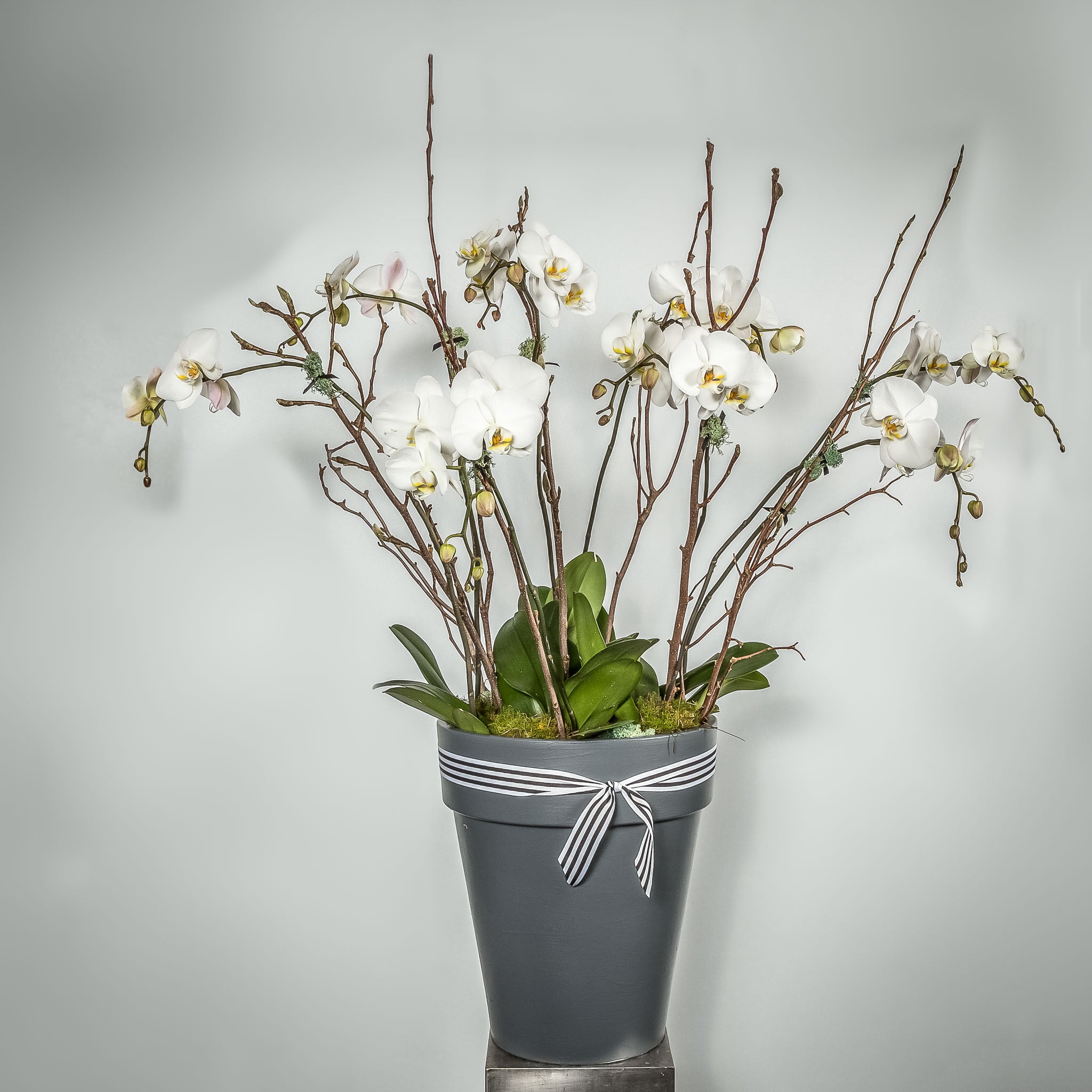 Phalaenopsis Orchids in Ceramic Pots