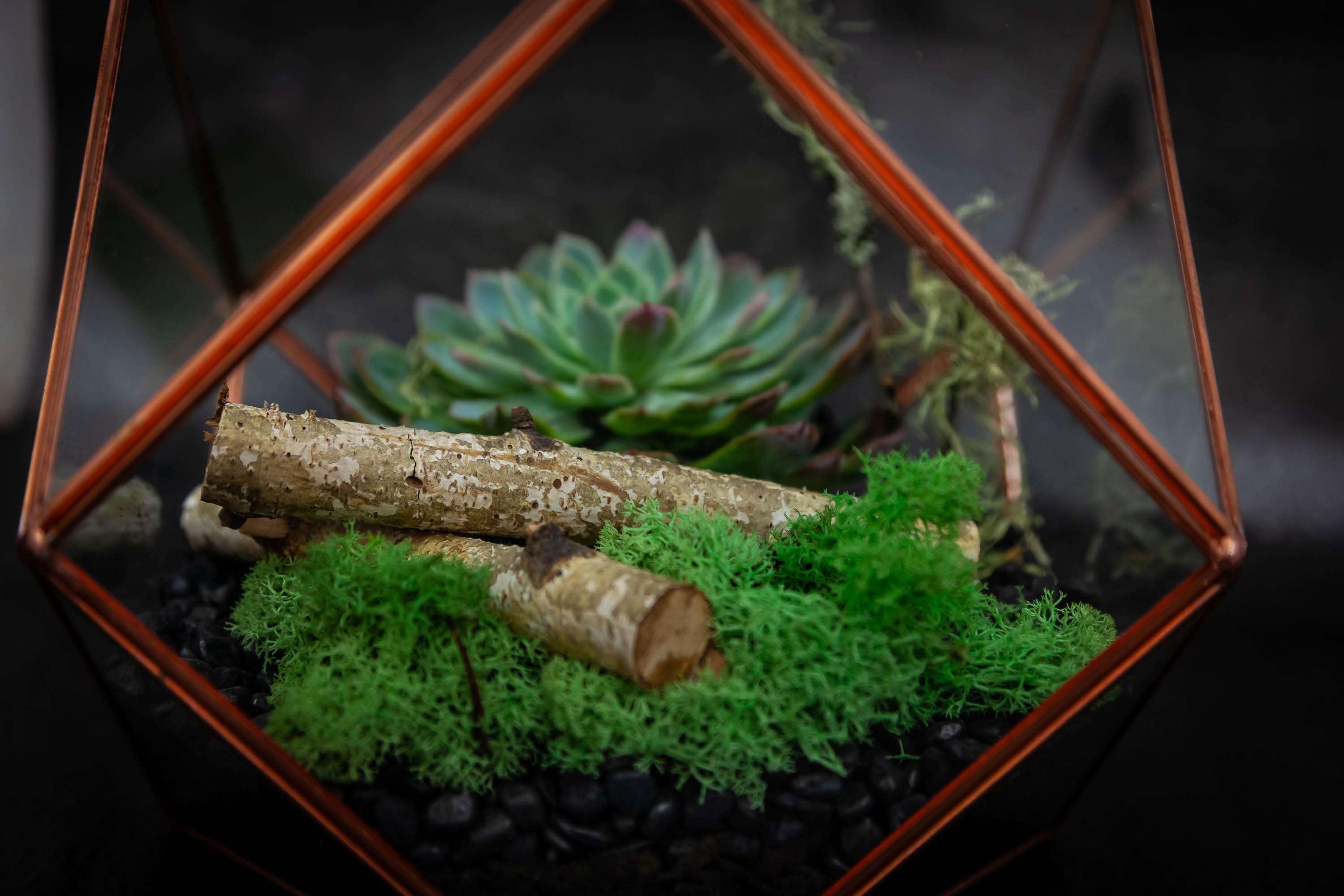 Indoor Terrarium