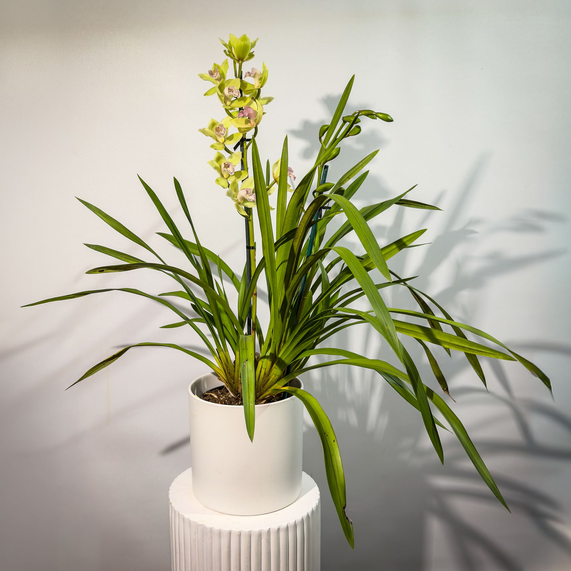 Cymbidium Orchid Plants