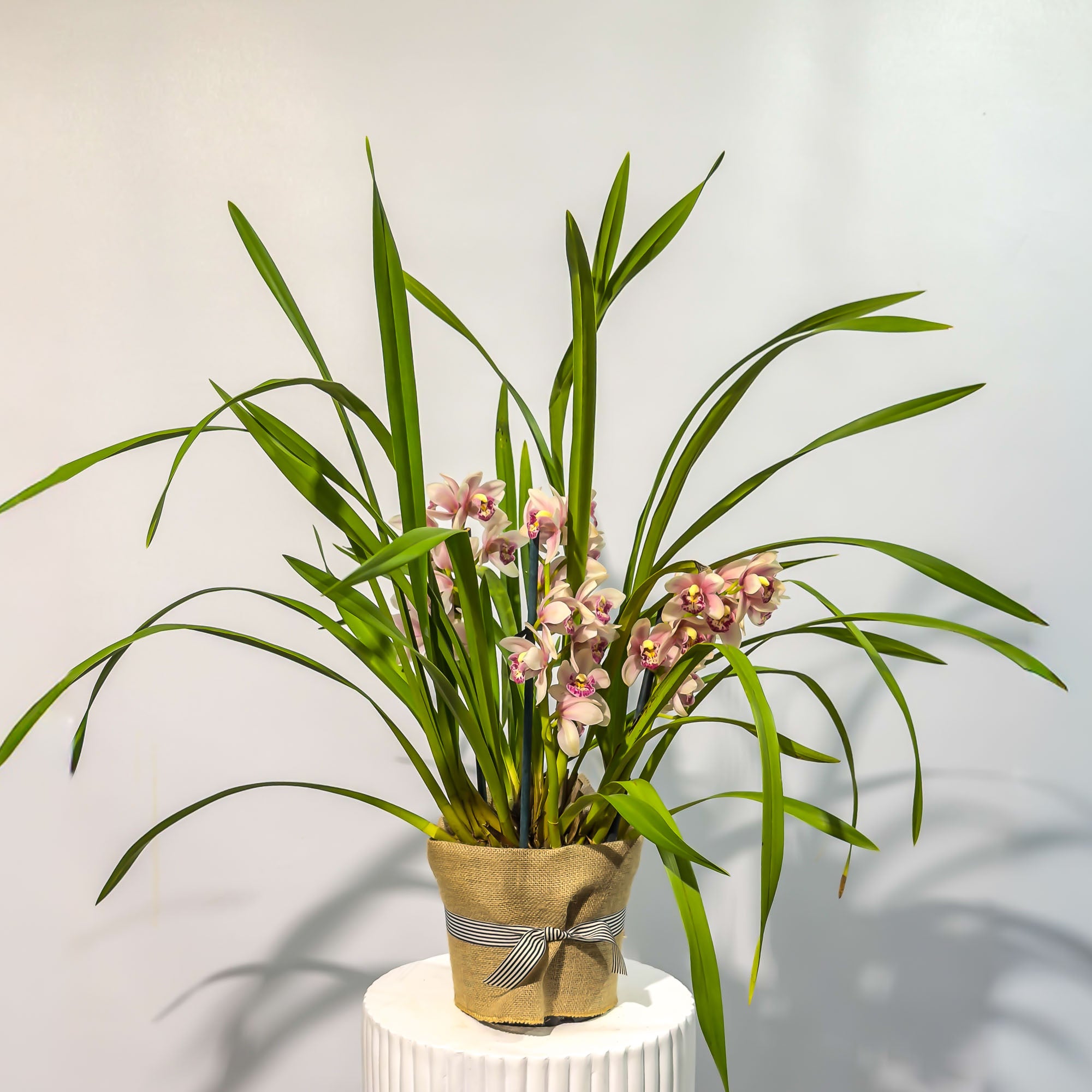Cymbidium Orchid Plants