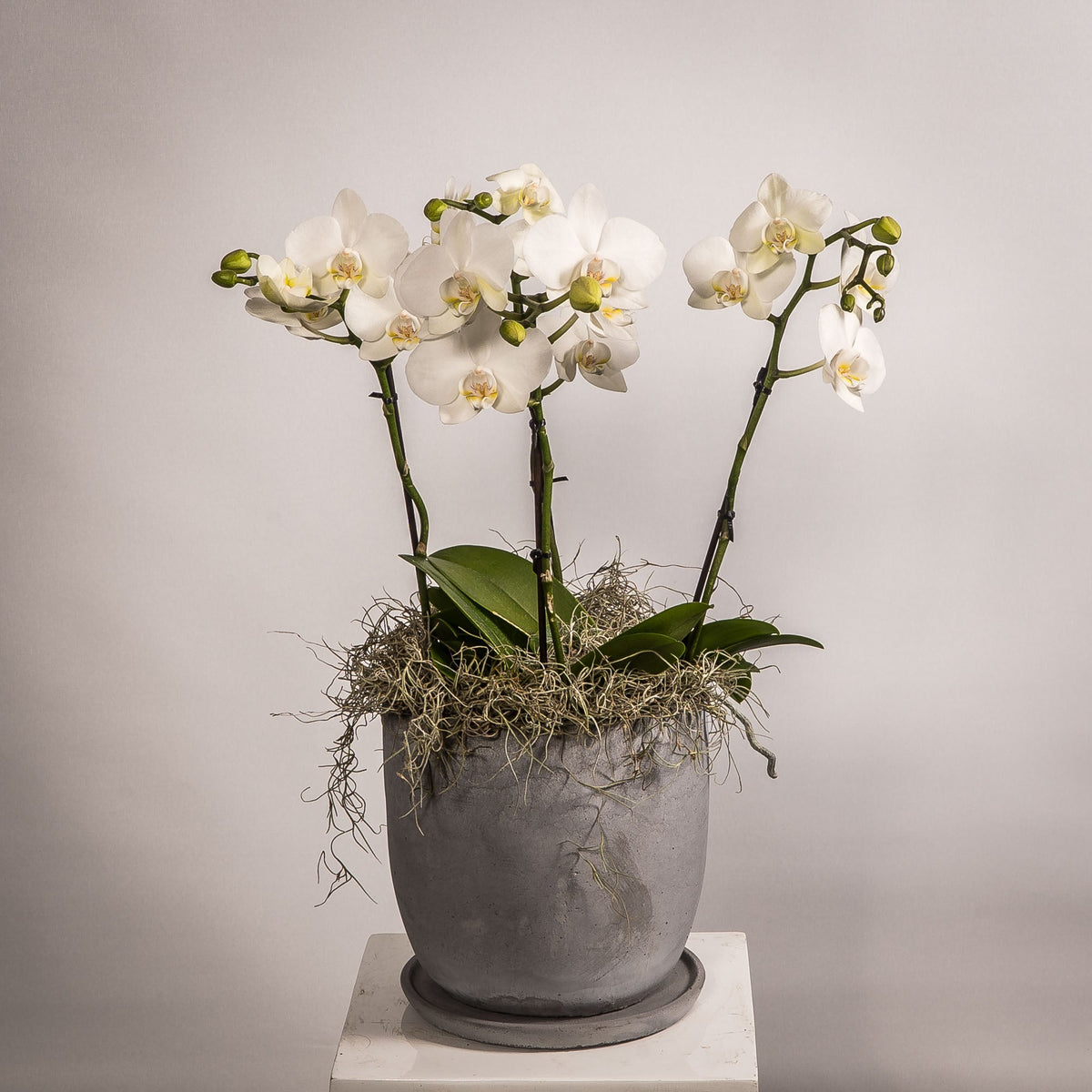 A white phalaenopsis orchid plant