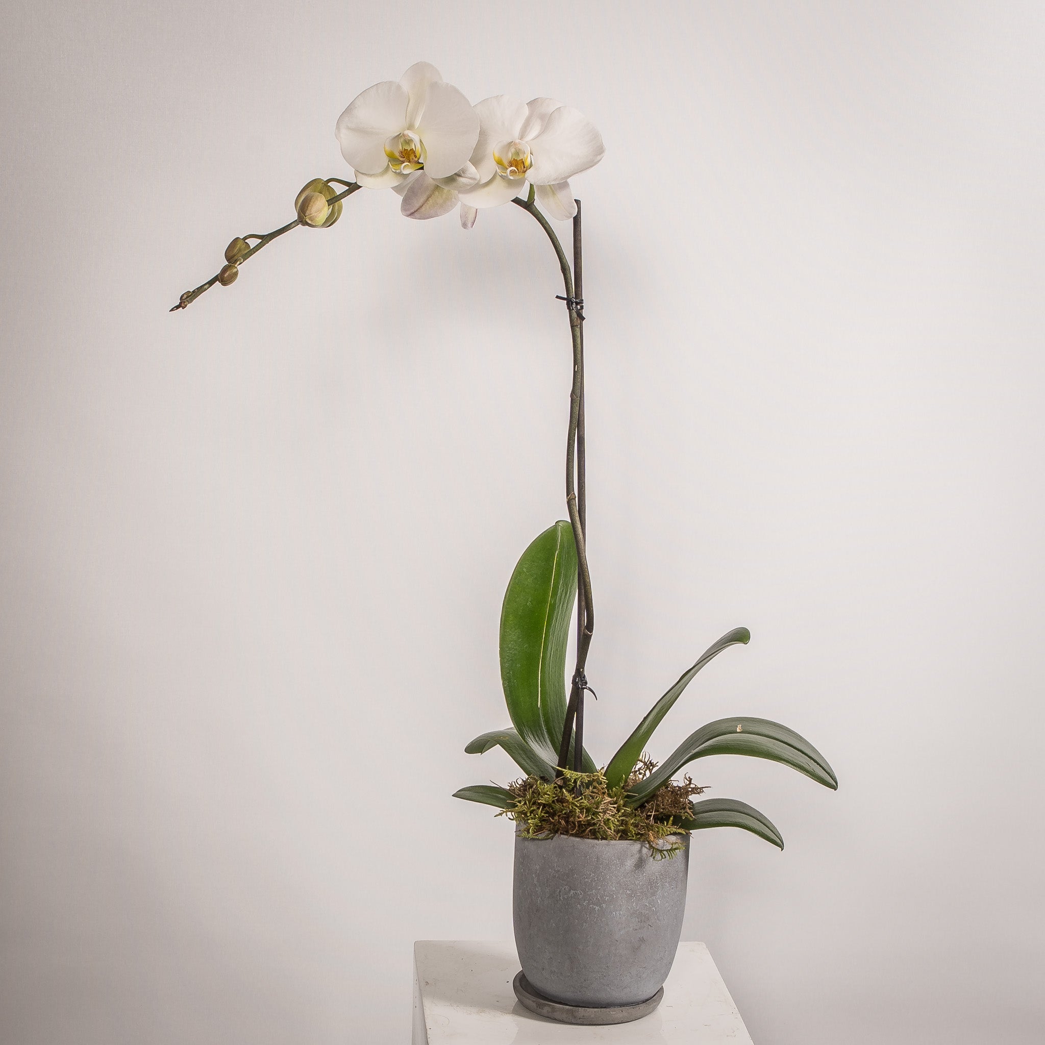 Phalaenopsis Orchids in Ceramic Pots 1 Plant — $110
