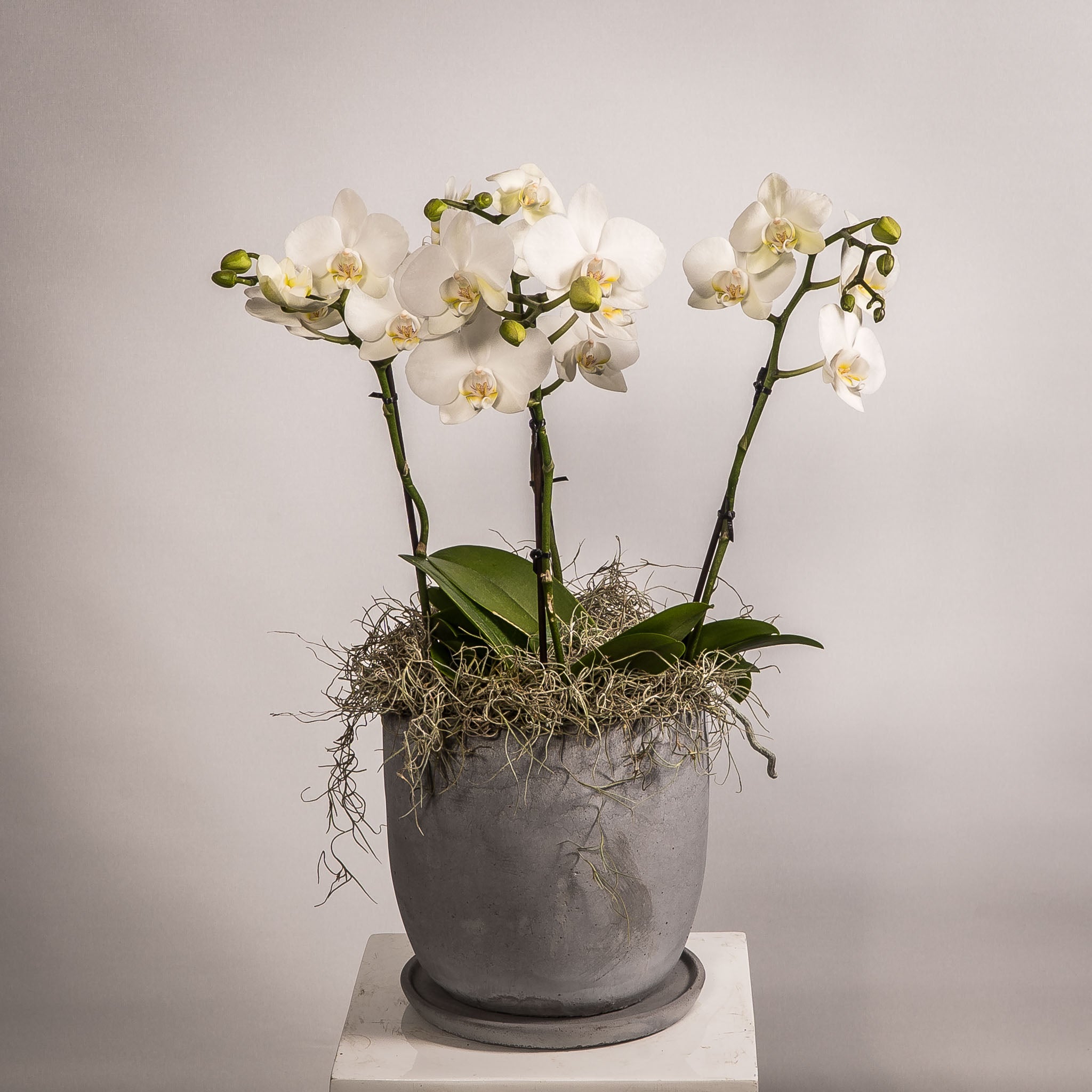 Phalaenopsis Orchids in Ceramic Pots 3 Plants — $270