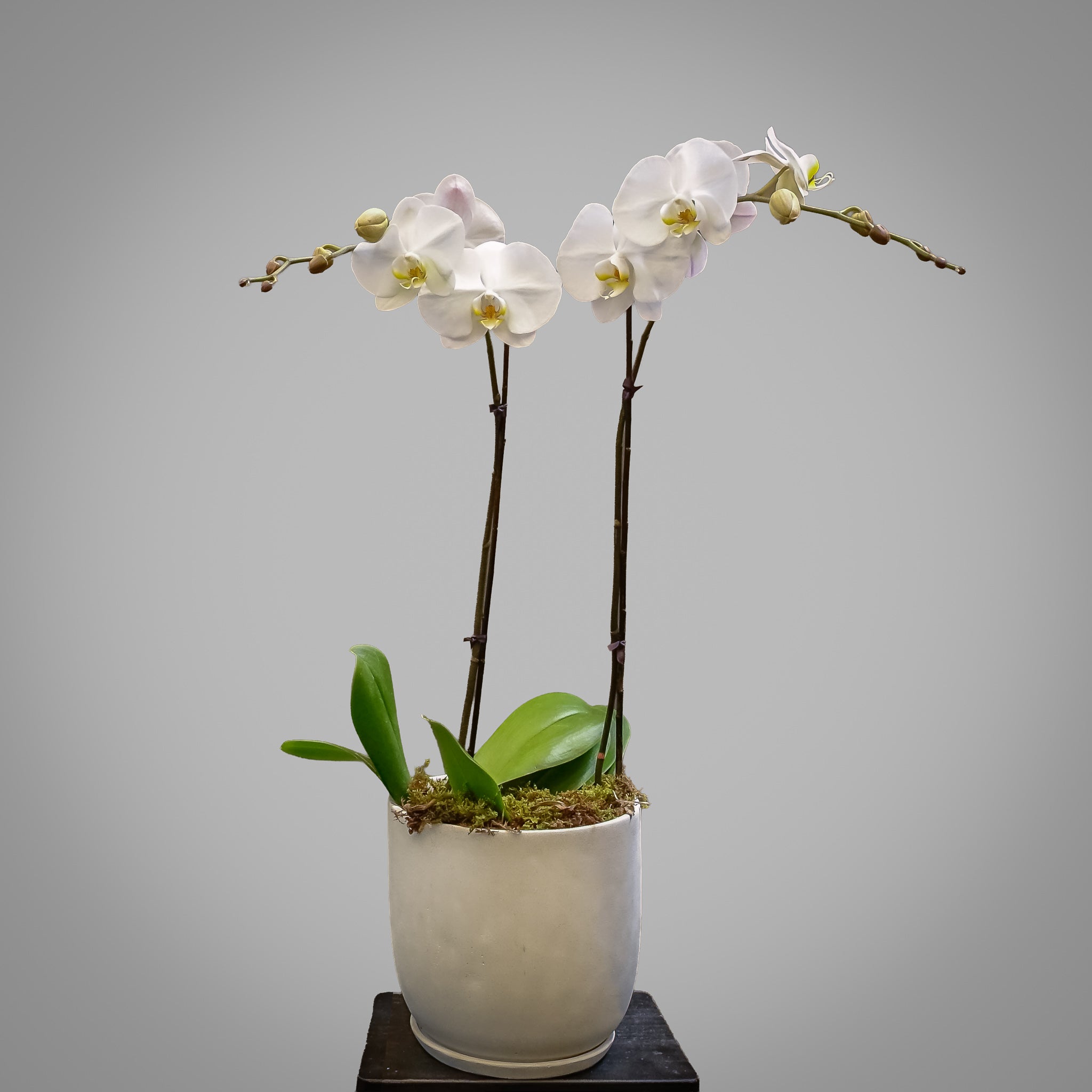 Phalaenopsis Orchids in Ceramic Pots 2 Plants — 195