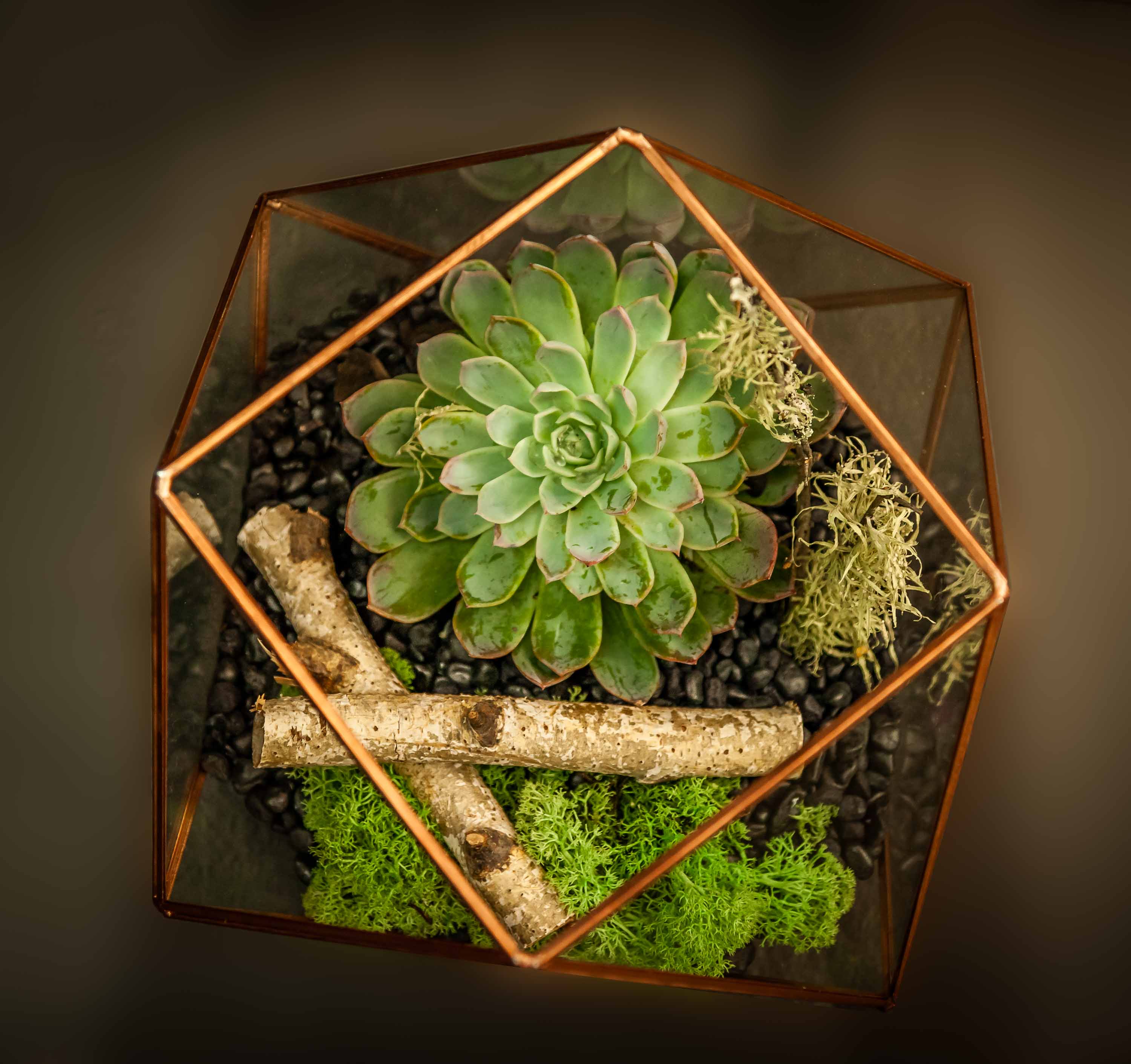 Indoor Terrarium