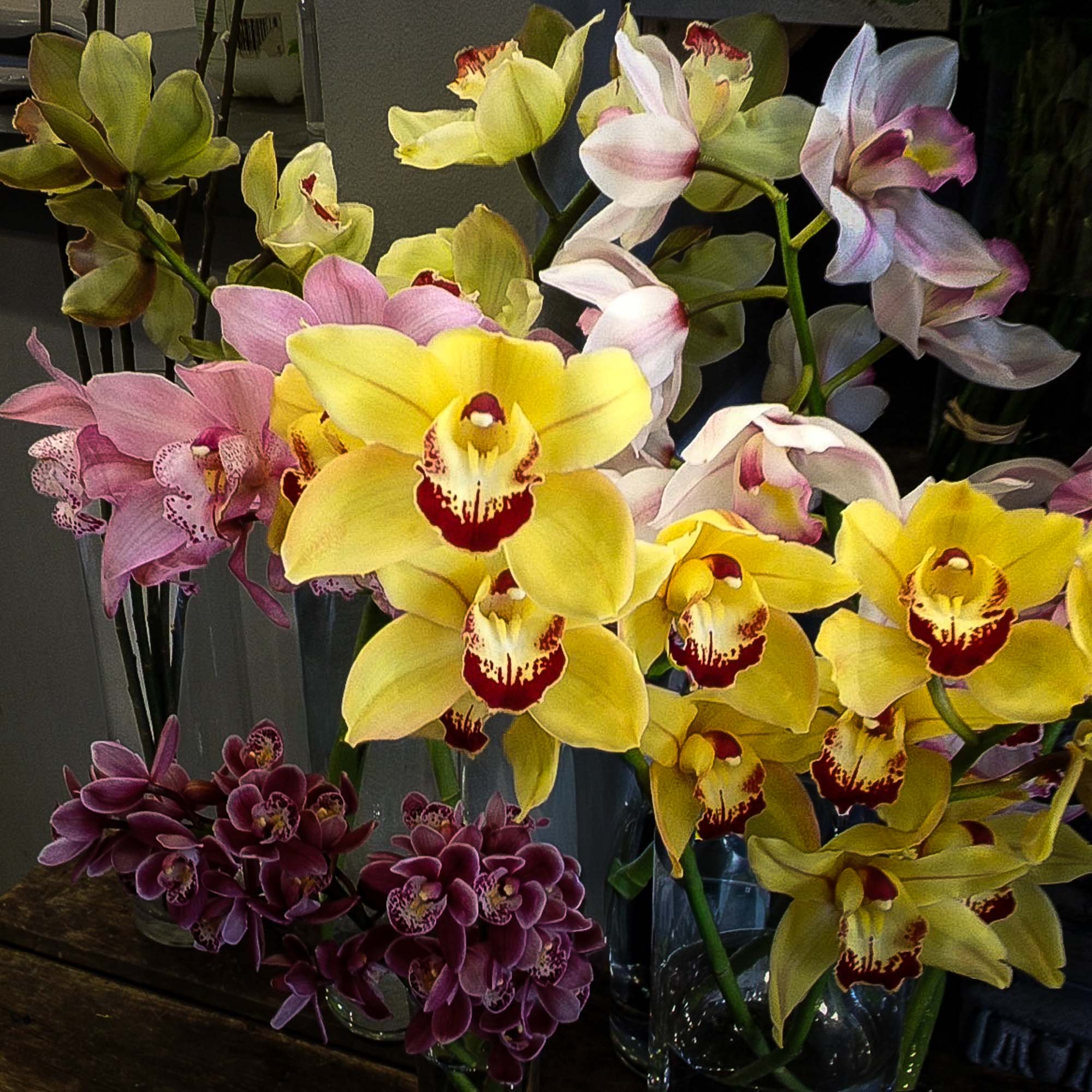Cymbidium Orchid Plants