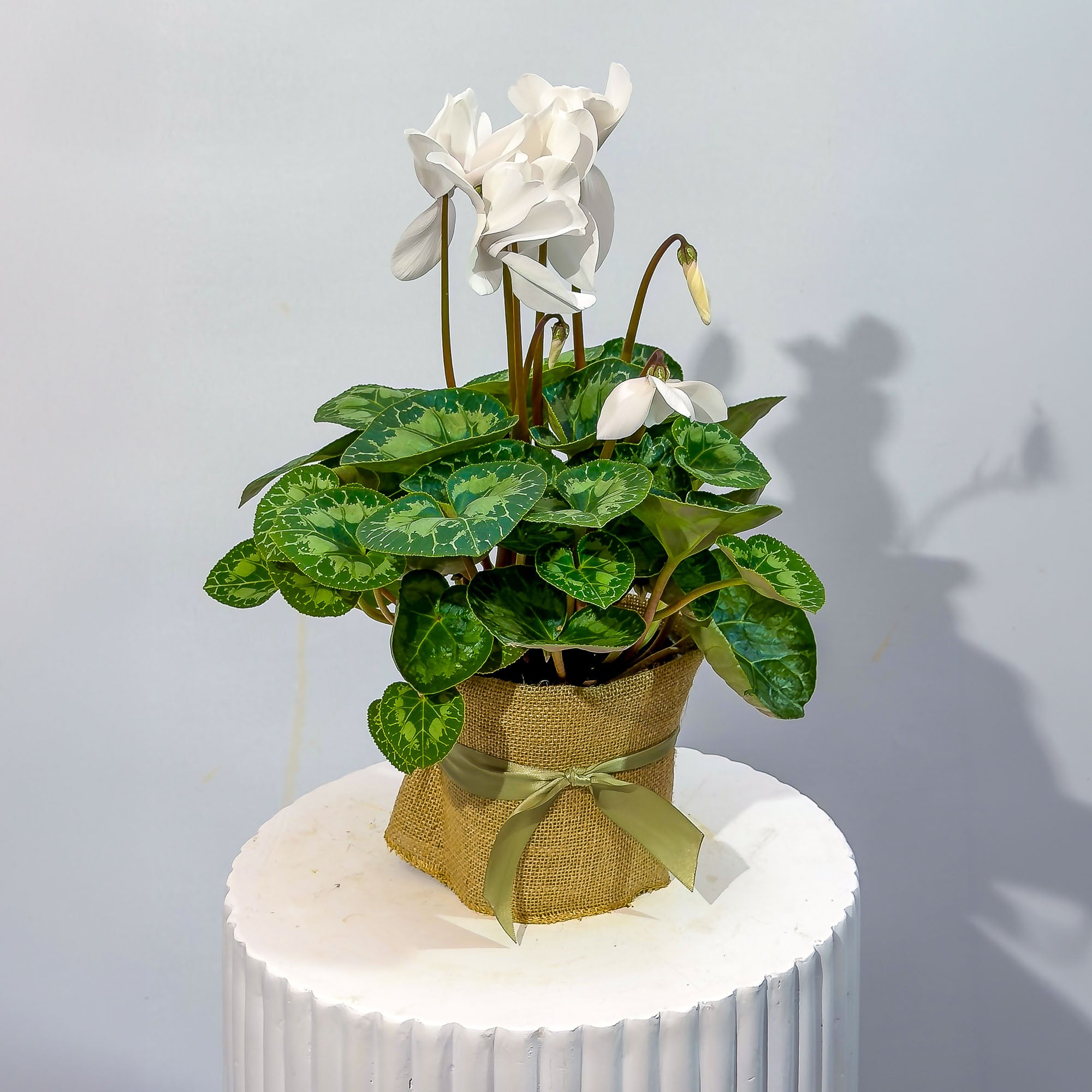 Cyclamen Plants