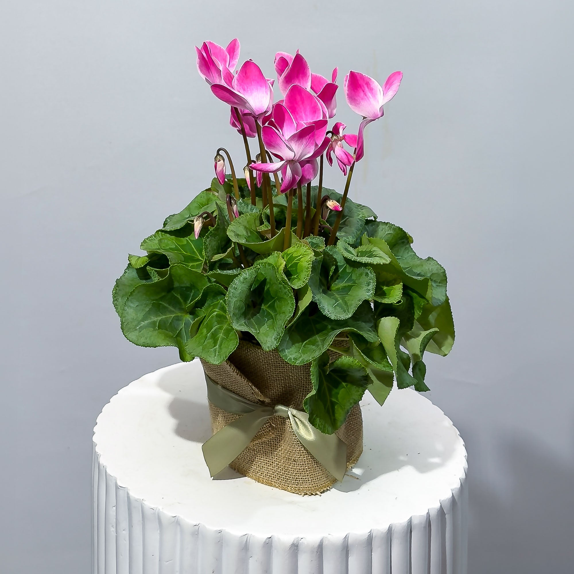 Cyclamen Plants