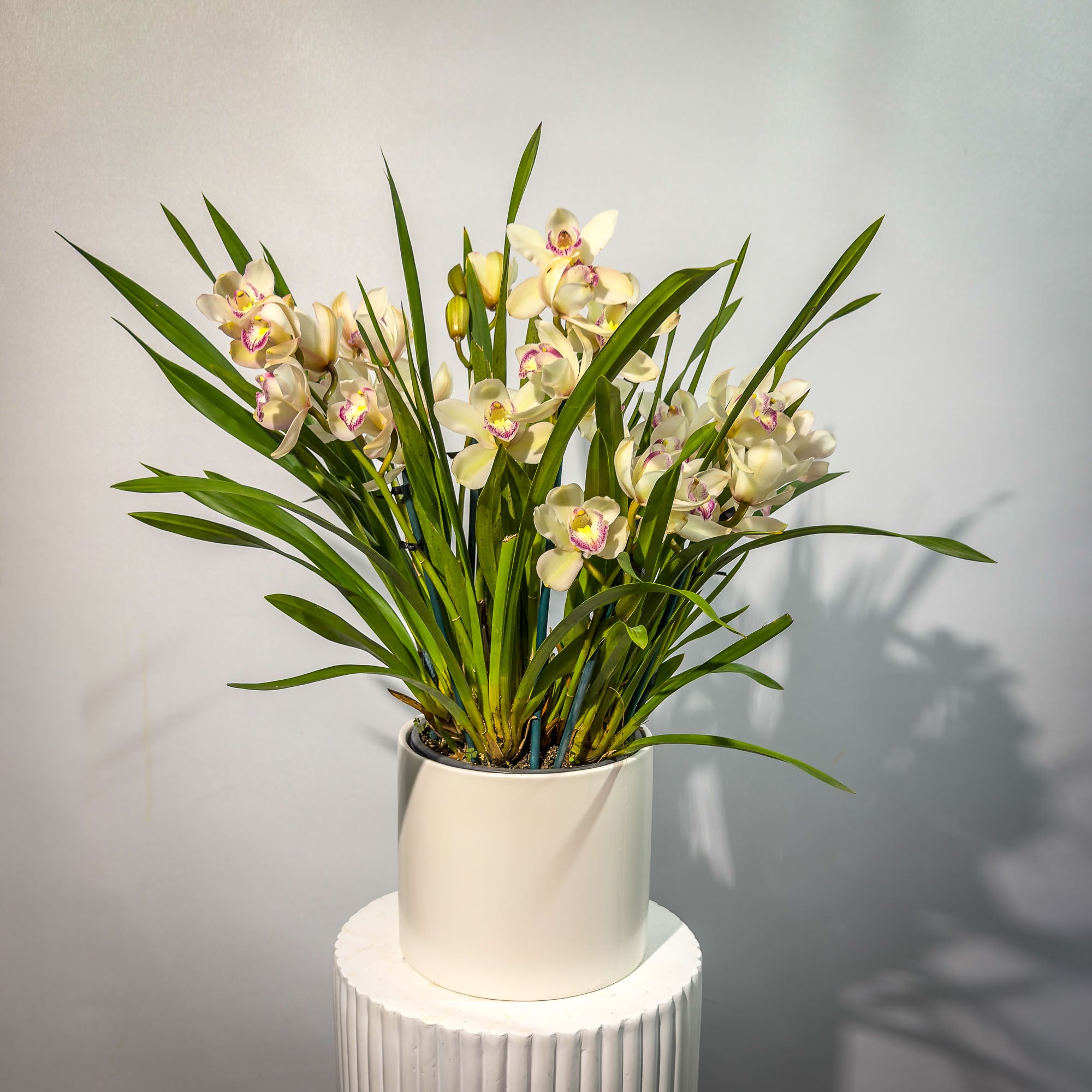 Cymbidium Orchid Plants