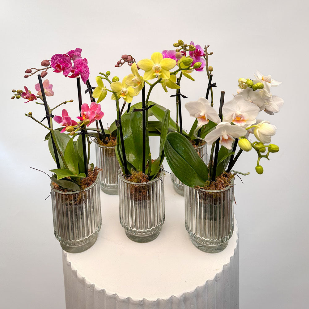 Mini Phalaenopsis Orchid Plant