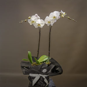 Beautiful orchids, arrangements and bouquets from Susan Avery.