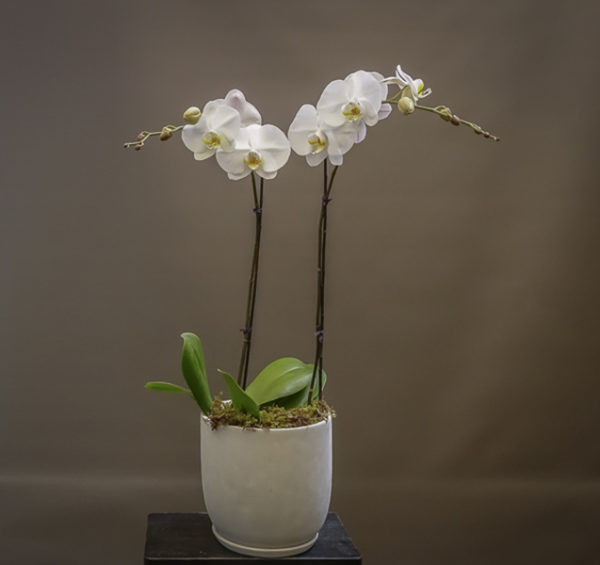 Beautiful white phalaenopsis orchids from Susan Avery.