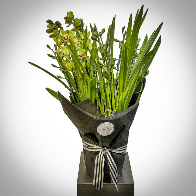 Phalaenopsis Orchids Sydney Susan Avery Flowers & Event