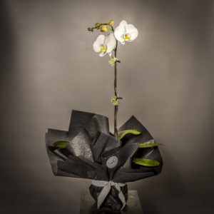 Beautiful orchids, arrangements and bouquets from Susan Avery.