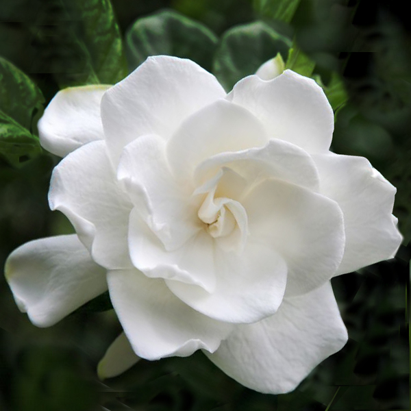 Fresh Flowers — Gardenia - Susan Avery