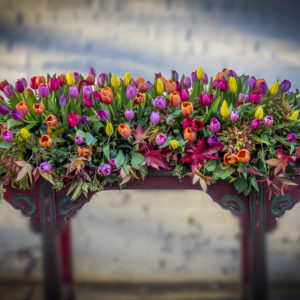 Multi-coloured casket flowers