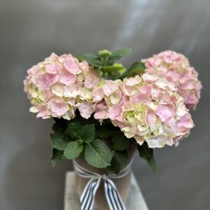 Hydrangea Plant