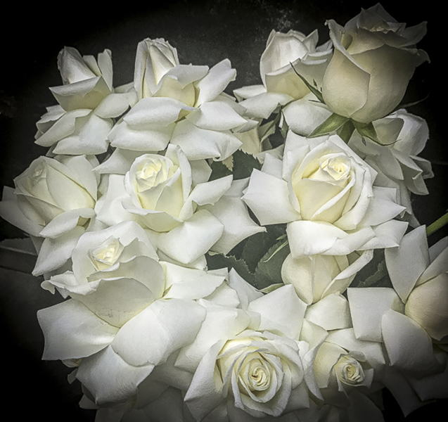 White roses