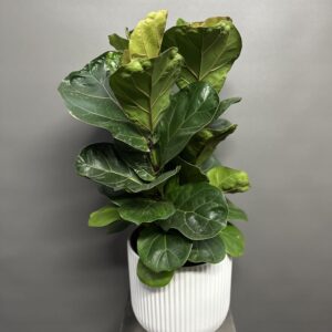 Fiddle Leaf Fig