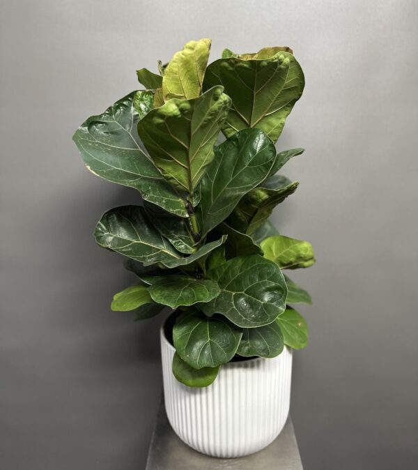 Fiddle Leaf Fig